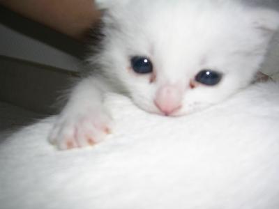 un chat tros mignons